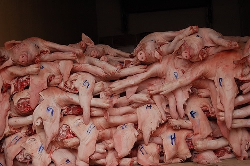 OLOCAUSTO ANIMALE ? CHE STORIA...