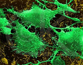 LA RICERCA SCIENTIFICA