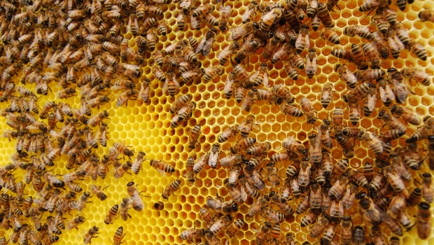 7 MODI IN CUI LE AZIENDE DEI PESTICIDI PILOTANO LA CRISI DELLE API PER TUTELARE I PROFITTI