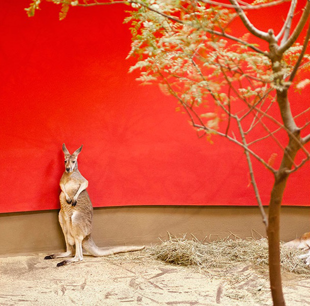 ANIMALI MALINCONICI