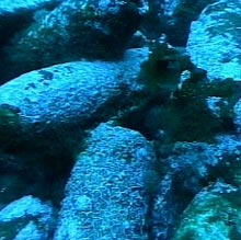 DISFARSI DELLE ARMI CHIMICHE GETTANDOLE NELL'OCEANO, E ALTRO