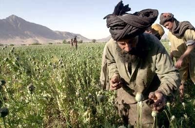 LE FORZE DI OCCUPAZIONE SOSTENGONO LE ORGANIZZAZIONI AFGHANE DELLA DROGA