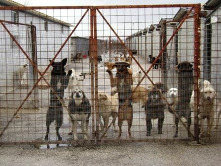 LA BOLGIA INFERNALE DI CICERALE - LA GOMORRA ANIMALE
