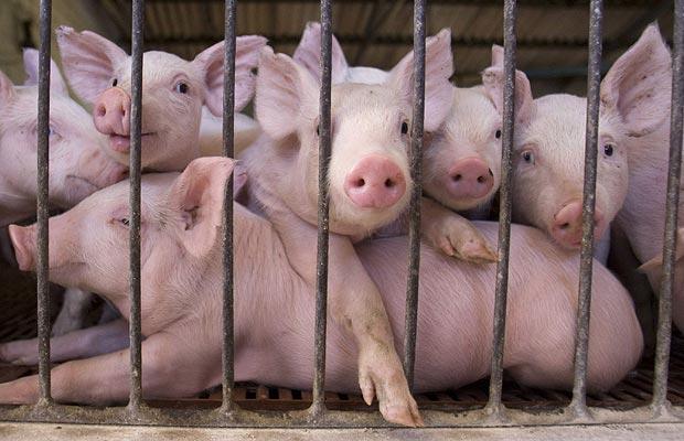 CHIEDETEVI PERCHE’ MANGIAMO ANIMALI