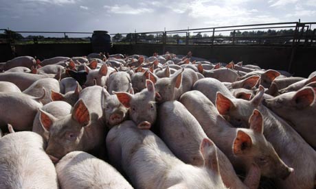MI SBAGLIAVO SUL VEGANISMO. VIA LIBERA ALLA CARNE MA ALLEVATA COME SI DEVE