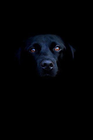 L' ISLAM E GLI ANIMALI. MR. PACE E LO SCONTRO DI CIVILT