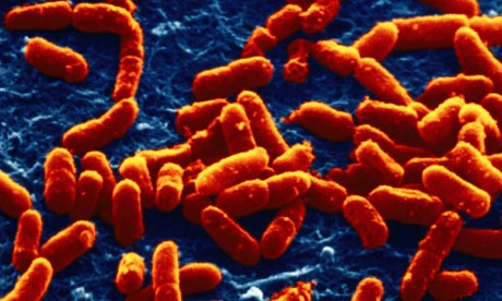UN VACCINO CANADESE D SPERANZA DOPO LA DEVASTAZIONE CAUSATA DALL’E. COLI