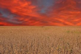 L’AGRICOLTURA UNGHERESE SFIDA LA GLOBALIZZAZIONE