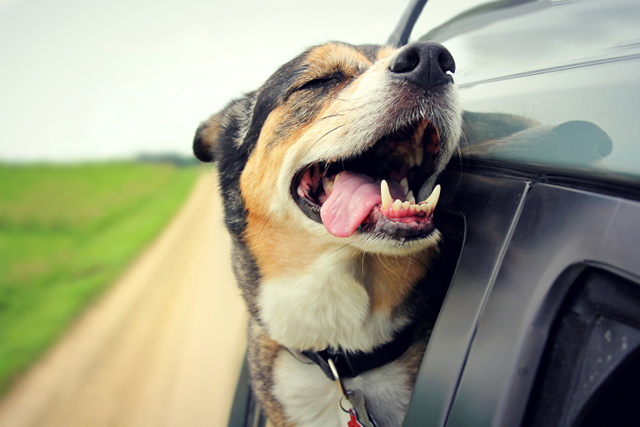 Il cane è il nostro padrone