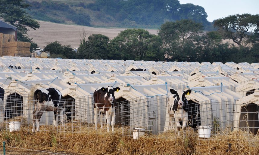 DAIRY IS SCARY (latterie dell'orrore). I consumatori stanno aprendo gli occhi sul lato oscuro delle fattorie