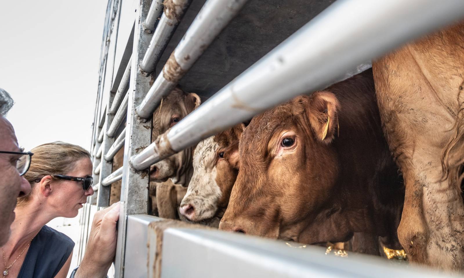 "Con questo caldo si muore !" - la scioccante realtà delle esportazioni di animali vivi