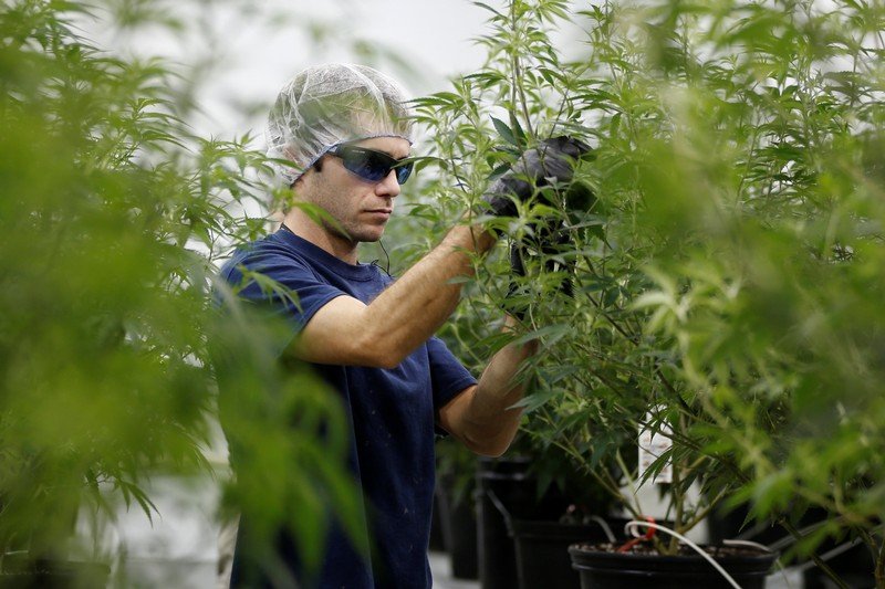 La Marijuana è l'industria che cresce più veloce nel mercato del lavoro USA