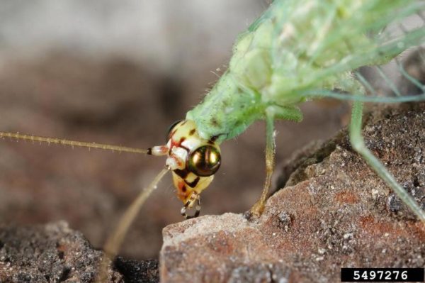 La UE minaccia di rendere legali i danni provocati dai pesticidi