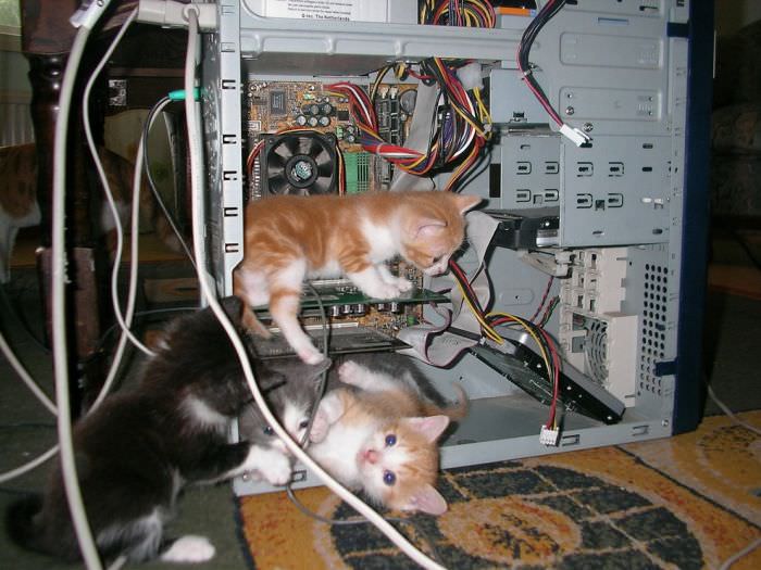 Gatti al lavoro su server