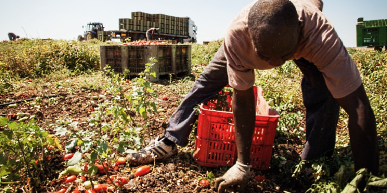 lavoratore africano raccolta pomodori