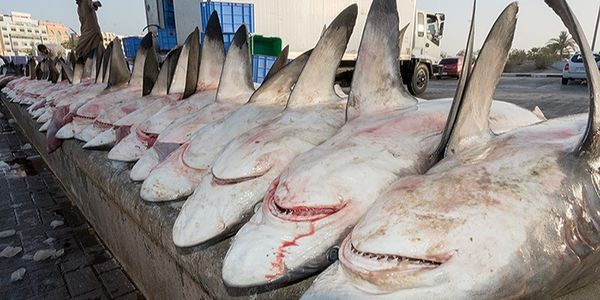 NEWS - Mezzo milione di squali saranno abbattuti per produrre il vaccino anticovid