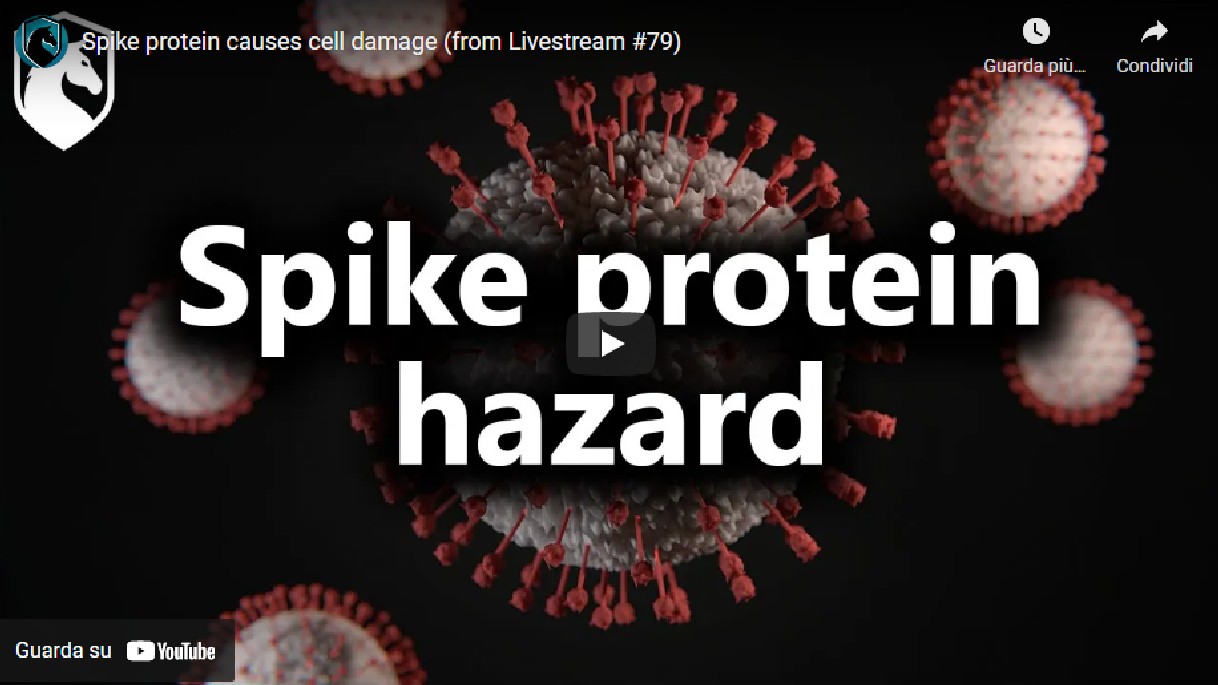 La proteina Spike danneggia le cellule vascolari