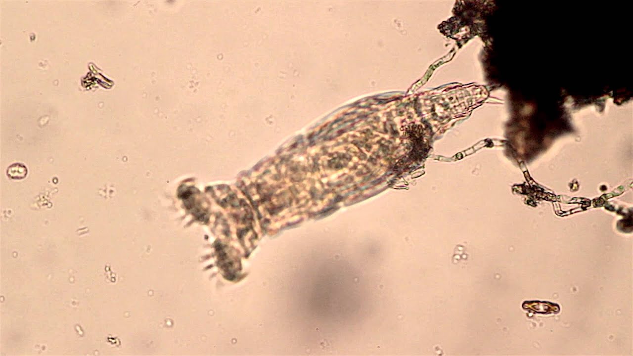 Un minuscolo animaletto torna a vivere dopo 24.000 anni di congelamento nel permafrost siberiano
