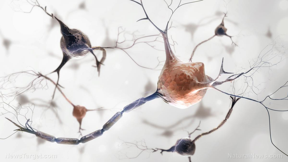 La tecnologia di "neuromodulazione" basata sul grafene è REALE