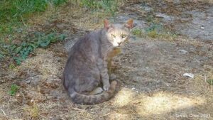 I nostri gatti. Tessaglia, luglio 2021