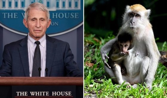 Anthony Fauci inoculerà ormoni femminili nelle scimmie
