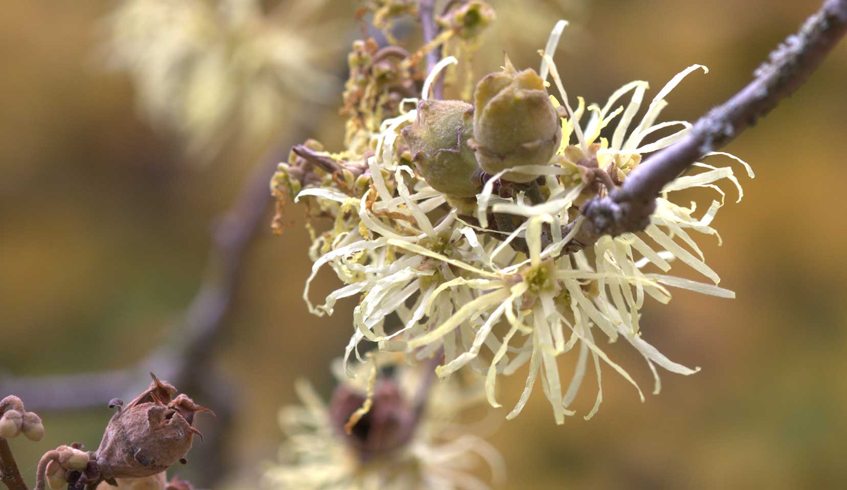 hamamelis-virginiana e dermatite atopica