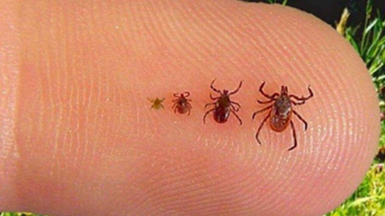 Zecche, pericolose succhiasangue