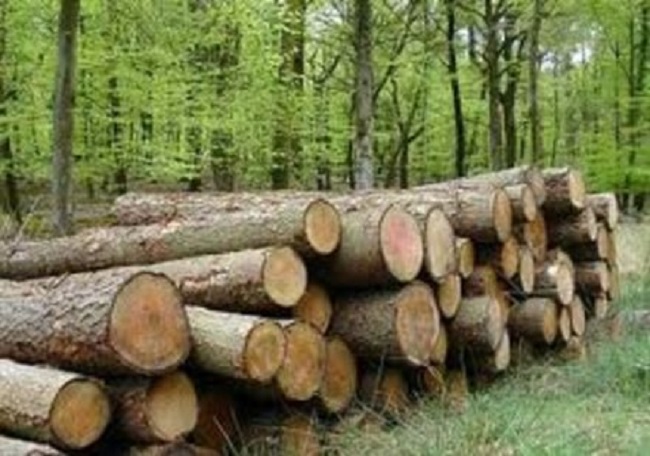 28 maggio: "Fermiamo la distruzione dei boschi toscani"