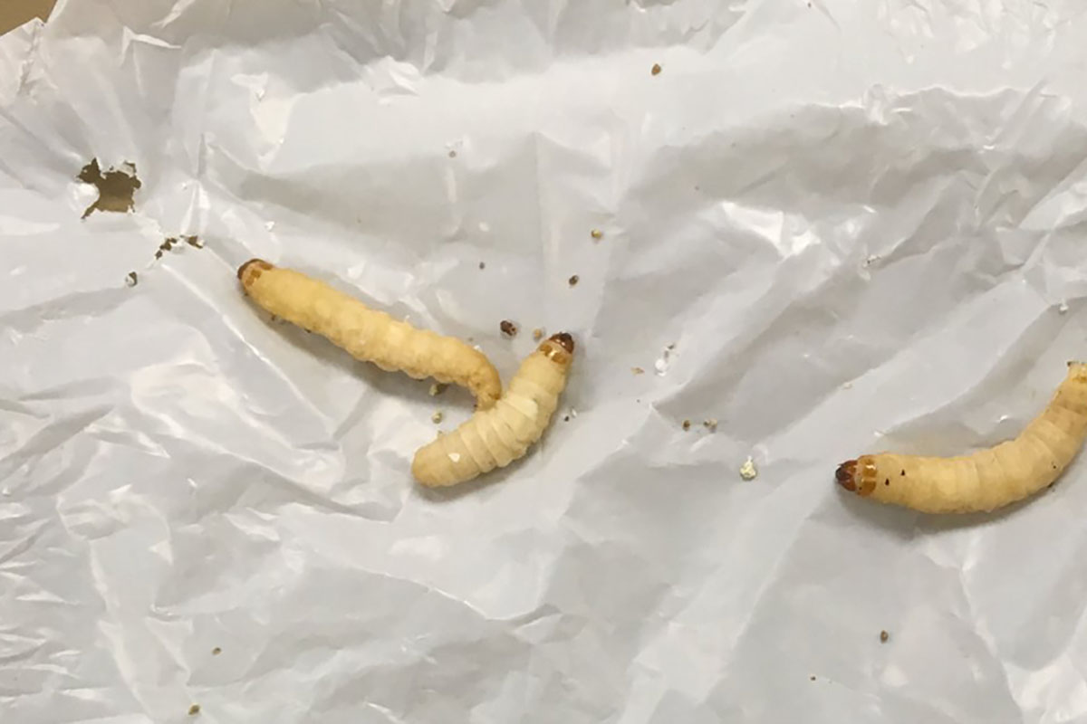 Enzimi in grado di degradare la plastica nella saliva delle tarme della cera