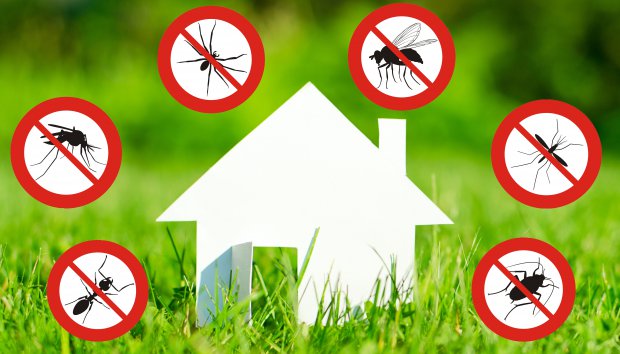 Rimedi naturali per insetti sgraditi