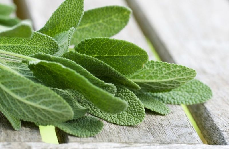 Salvia, antichi utilizzi sempre attuali