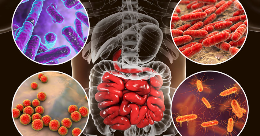MICROBIOTA mainardi