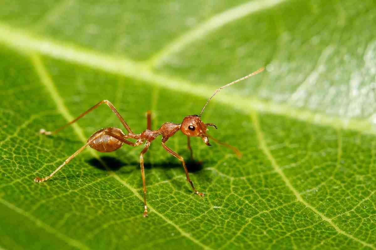 Formiche al posto dei pesticidi, studio conferma efficacia