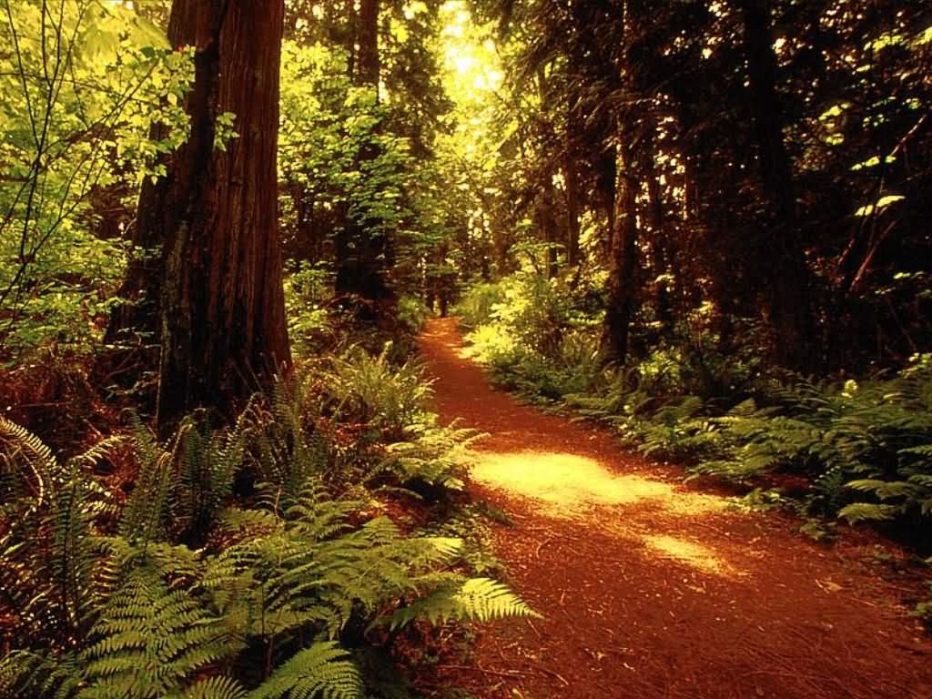 Il passaggio al bosco