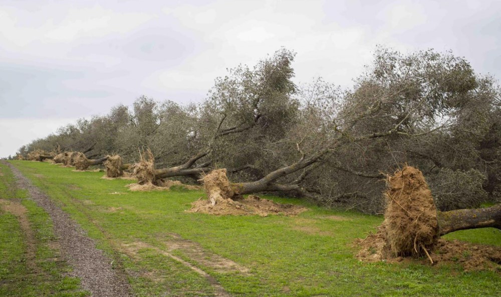 Xylella WP