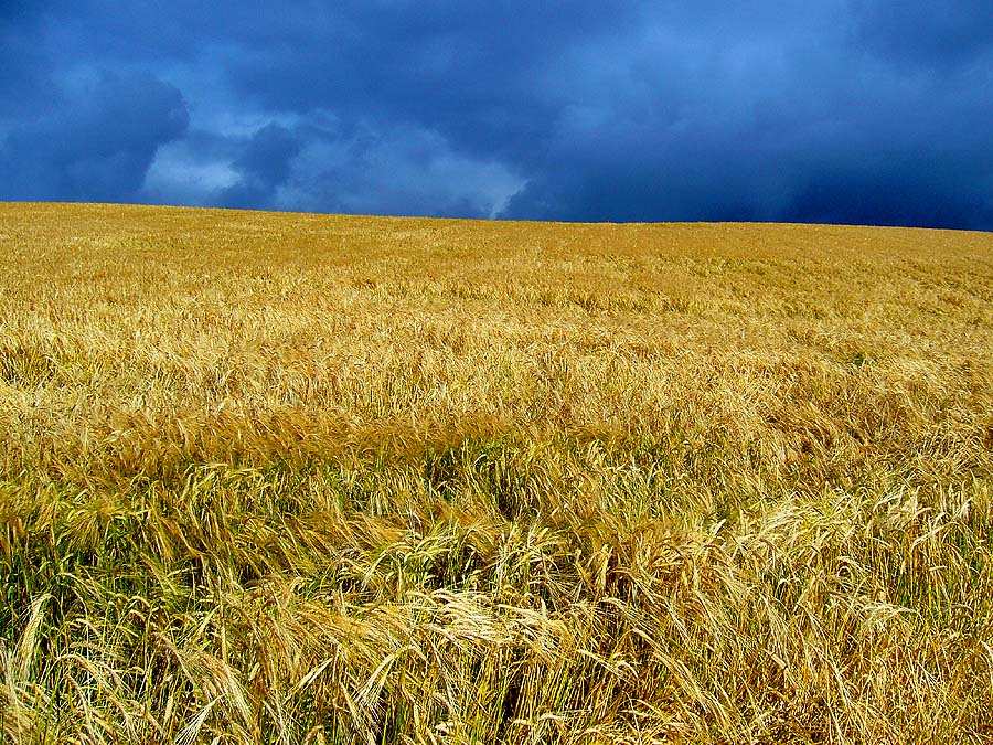 Non ci sarà nessuna crisi mondiale del grano dopo la fine dell’accordo con l’Ucraina