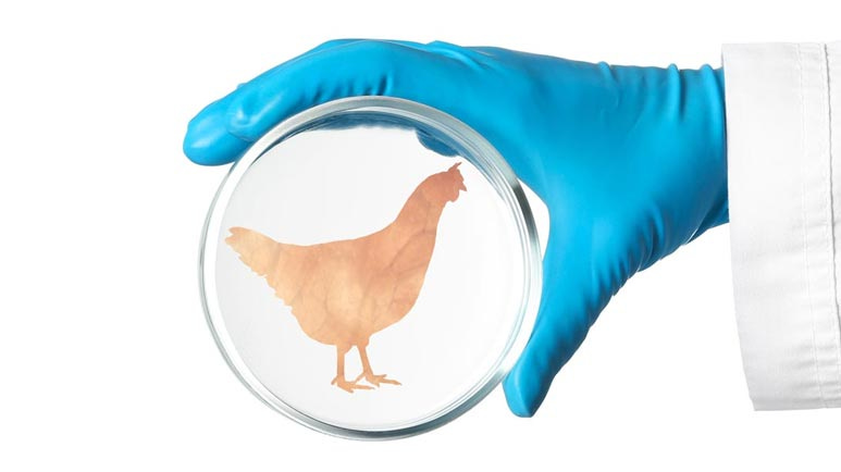 Pollo allevato in laboratorio: l'ultimo pasticcio della Silicon Valley?
