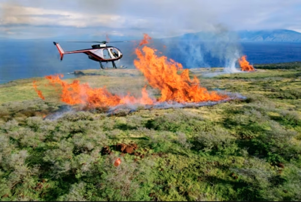 wildfire