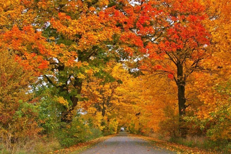 L’AUTUNNO NELLA MENTE