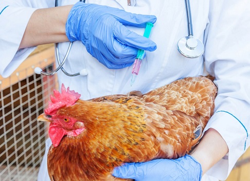 Influenza aviaria, in Olanda parte la sperimentazione vaccinale a mRNA: uova in commercio da luglio 2025