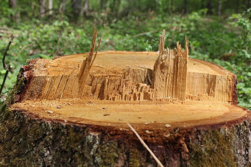 Si predica il verde, si pratica il taglio. Le contraddizioni e i meccanismi perversi dietro la devastazione del verde