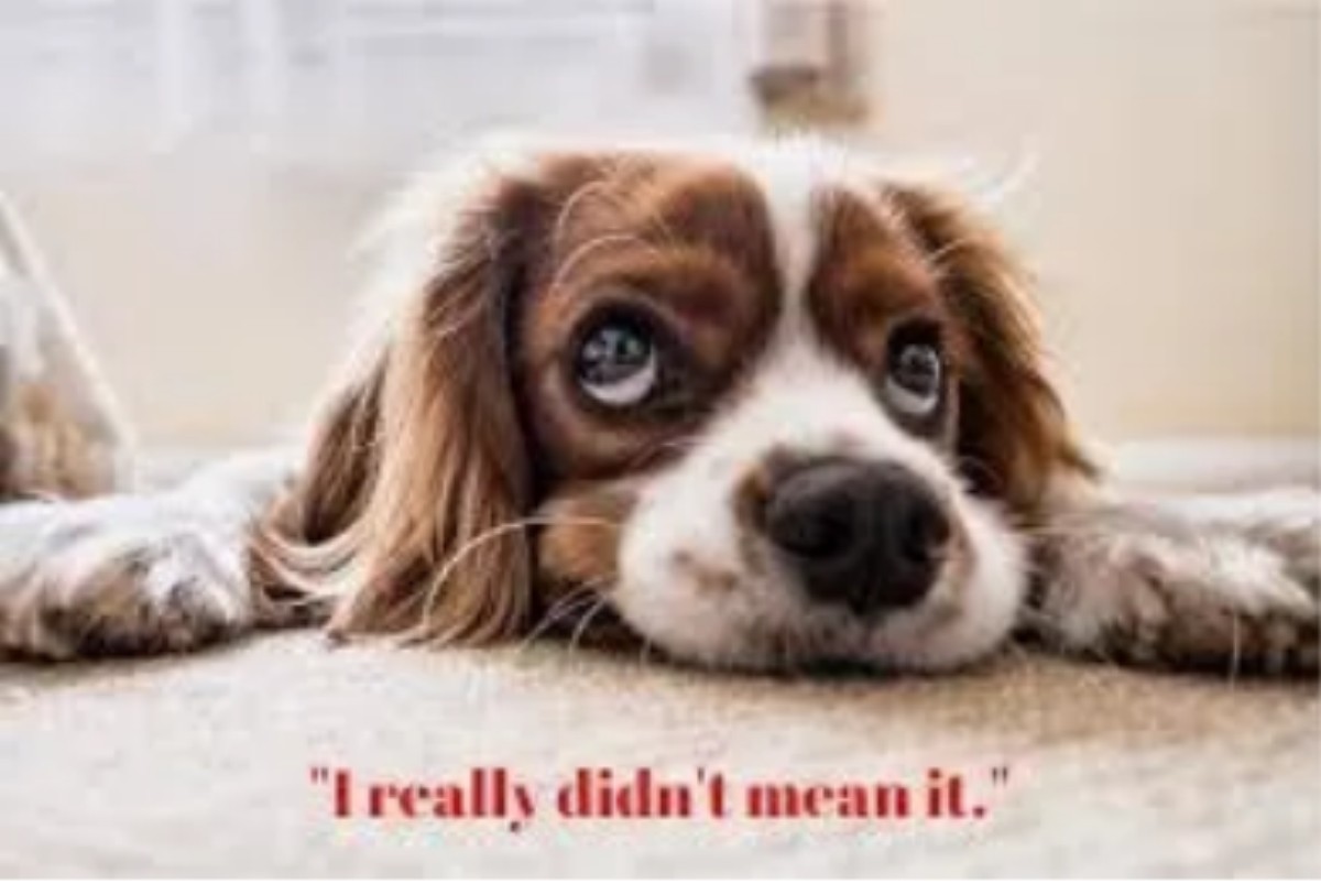 sorry_puppy