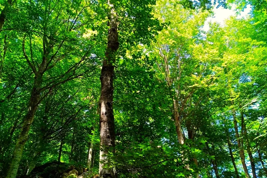 Monte Amiata: La Faggeta